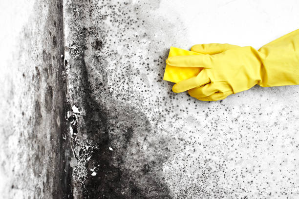 Why You Should Choose Our Mold Remediation Services in Alamo, TX